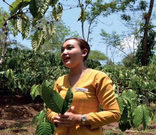 Menyusuri Kebun Kopi Zaman Kolonial