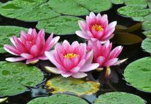 Bunga Teratai, Simbol Kebangkitan Hiroshima