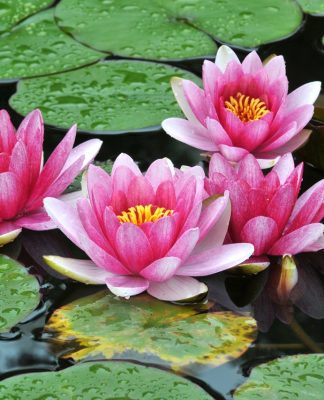 Bunga Teratai, Simbol Kebangkitan Hiroshima