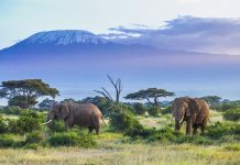 Perjalanan Menyelamatkan Gajah