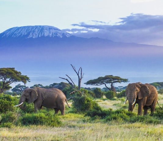Perjalanan Menyelamatkan Gajah