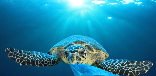 Aksi Global Mengurangi Sampah Plastik