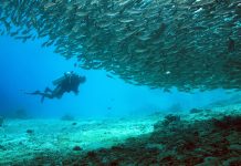 8 Alasan untuk Menyelam di Indonesia