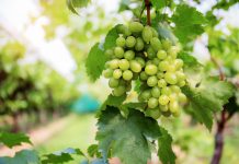 Inovasi Baru Sababay Winery