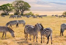 Tanzania Yakinkan Afrika Timur Aman dan Ramah Pejalan