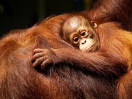 Santika Medan Ajak Masyarakat Peduli Orangutan