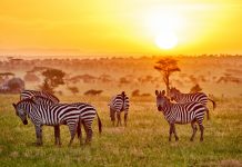 7 Alasan Masukkan Serengeti ke Bucket List