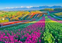 Japan Airlines Bagikan 50.000 Tiket Pesawat Gratis