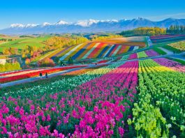 Japan Airlines Bagikan 50.000 Tiket Pesawat Gratis