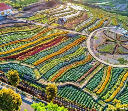 Lihat Kebun Refugia, Penuh dengan Bunga!