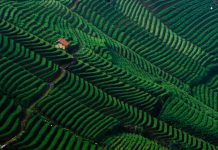 Sawah di Majalengka Setara Indahnya dengan Jatiluwih