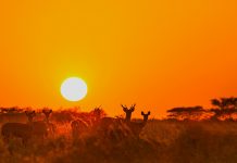 Liburan Seru ala Afrika di Taman Nasional Baluran