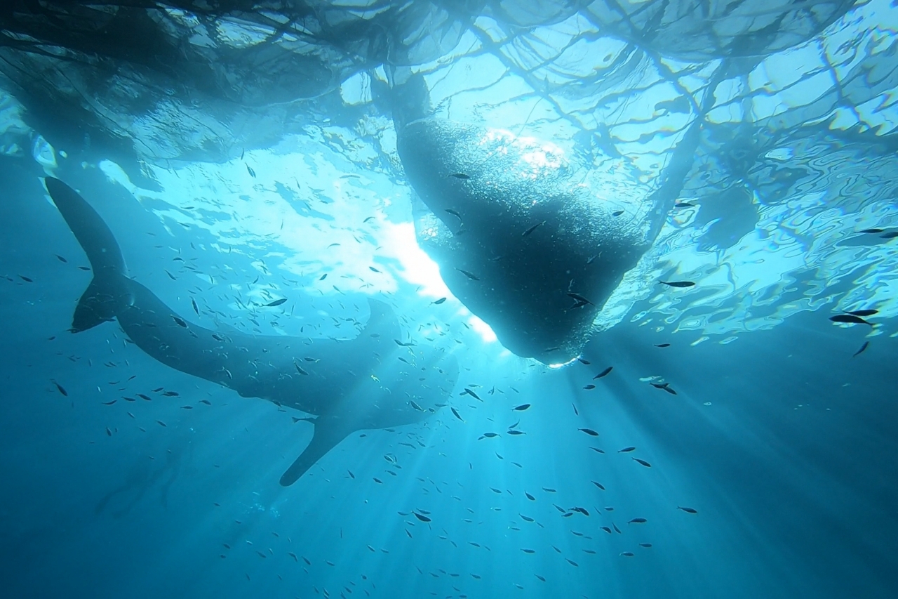 Мощность кита под водой. Кит и водолаз. Кит под водой. Китовые акулы под водой. Кашалот под водой.
