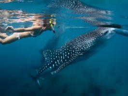 Ingin Berenang Bareng Hiu Paus di Lautan? Coba Liburan ke Sini