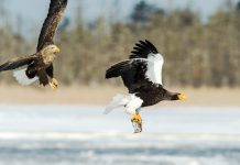 Talaga Bodas Akan Jadi Pusat Pengamatan Elang Pertama di Indonesia