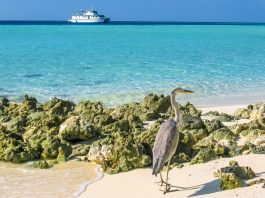 Juli 2020, Ada Resor Baru di Maladewa