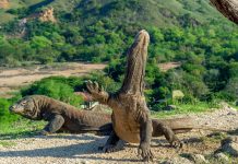 Mulai 2020, Masuk Pulau Komodo Perlu Kartu Keanggotaan