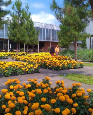 Yuk Kenali Berbagai Tanaman Wangi di Rumah Atsiri