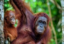 Menyapa Orangutan di Habitat Aslinya sambil Naik Klotok