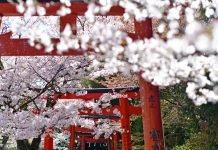 Liburan ala Jepang di Sakura Hills Tawangmangu