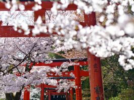 Liburan ala Jepang di Sakura Hills Tawangmangu