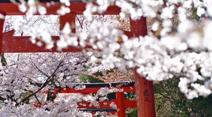 Liburan ala Jepang di Sakura Hills Tawangmangu