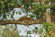 5 Suaka Margasatwa Paling Wajib Kunjung di India