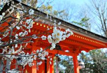 Bukan Sakura, Ume Blossom Menjadi Pembuka Datangnya Musim Semi