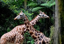 Taman Safari Bogor Tutup Sementara hingga 3 April 2020