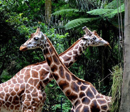Taman Safari Bogor Tutup Sementara hingga 3 April 2020
