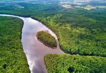 Yuk ke Banyuwangi, Ada Atraksi Baru di Alas Purwo