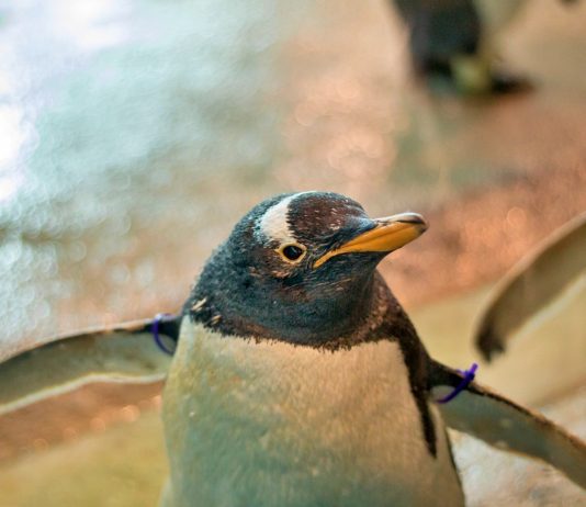 Lucu! Penguin Ini Diajak Jalan-jalan di Akuarium yang Tutup