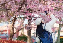 Tutup Imbas Corona, Taman di Shanghai Pamerkan Sakura Lewat Medsos