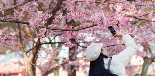 Tutup Imbas Corona, Taman di Shanghai Pamerkan Sakura Lewat Medsos