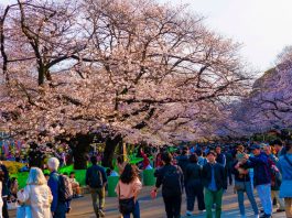 Corona Mengancam, Warga Jepang Tetap Datang Melihat Sakura