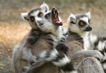 Yuk, Ajak Keluarga Menengok Ribuan Tulip dan Satwa Lucu Langsung dari Rumah