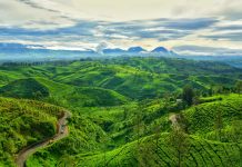 Hamparan Kebun Teh dari Wayang Windu Panenjoan, Makin Cantik Saat Sunset!