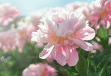 Musim Semi Makin Indah Berkat Bunga-bunga Ikonis Penuh Warna