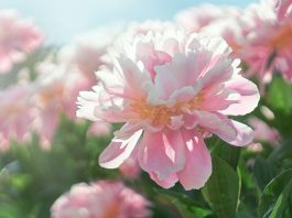 Musim Semi Makin Indah Berkat Bunga-bunga Ikonis Penuh Warna