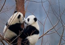 Tonton Aksi Seru Satwa Liar di Seluruh Dunia dengan Live Camera