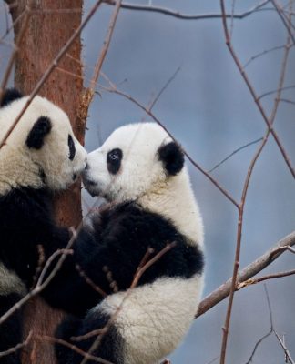 Tonton Aksi Seru Satwa Liar di Seluruh Dunia dengan Live Camera