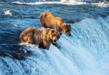 Ada Tur Virtual Jelajah Alaska, #DiRumahAja Jadi Seru!