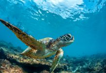 5 Tempat Terbaik di Dunia untuk Melihat Penyu