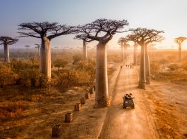 Yuk, Belajar Lebih Banyak Soal Alam dengan Daily Dose of Nature!
