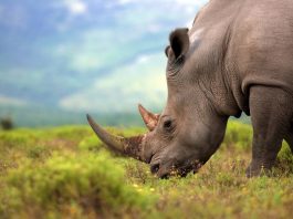 Pemburu Gelap Mengganas Saat Pariwisata di Afrika Selatan Berhenti