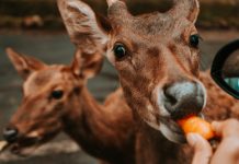 Penutupan Taman Safari Indonesia Diperpanjang