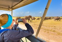 Tip Mengambil Foto Safari dengan Smartphone Agar Hasilnya Luar Biasa