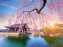 Begini Cara Warga Korsel Nikmati Musim Semi di Tengah Pandemi Corona