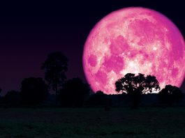 Yuk, Saksikan Keindahan Super Pink Moon Malam Ini!