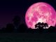 Yuk, Saksikan Keindahan Super Pink Moon Malam Ini!